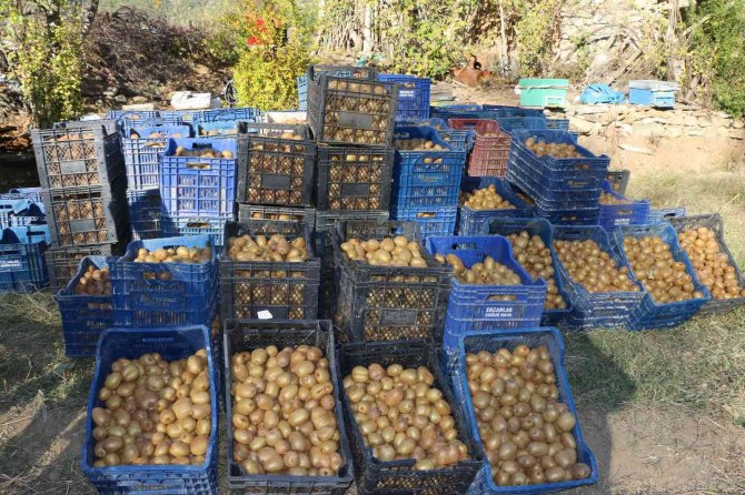 Adana’nın "Kivi" Köyünde Hasat Başladı
