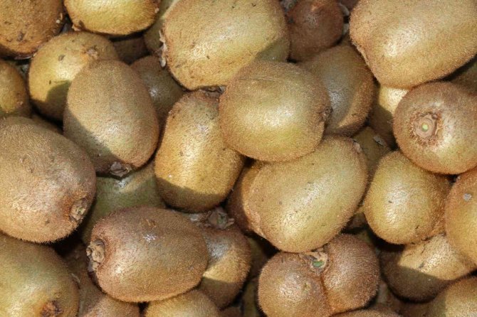 Adana’nın "Kivi" Köyünde Hasat Başladı