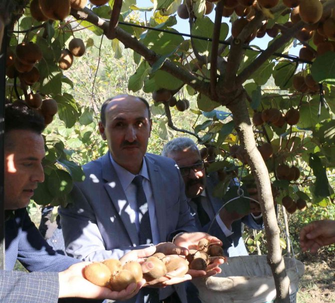 Adana’nın "Kivi" Köyünde Hasat Başladı