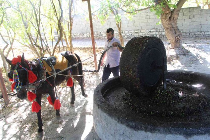 Yüzlerce Yıllık Gelenek İle Zeytinyağı Üretiyorlar