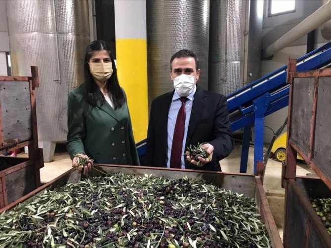 Burhaniye Kaymakamı Zeytinyağı İşletme Ziyaretlerine Devam Ediyor