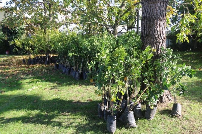 Ordu’da Üreticiye Narenciye Desteği