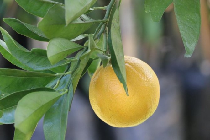 Ordu’da Üreticiye Narenciye Desteği