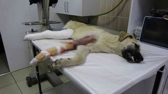 Yaralı Köpeğin İmdadına Protokol Yetişti