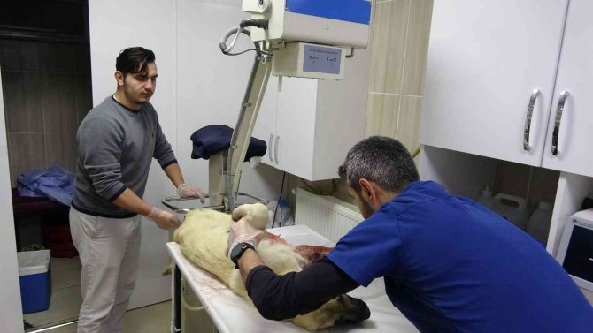 Yaralı Köpeğin İmdadına Protokol Yetişti
