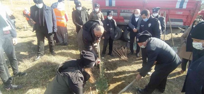 Daday’da 5 Bin 250 Fidan Toprakla Buluştu
