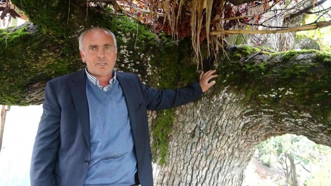 Asırlık Meşe Palamuduna Gözleri Gibi Bakıyorlar