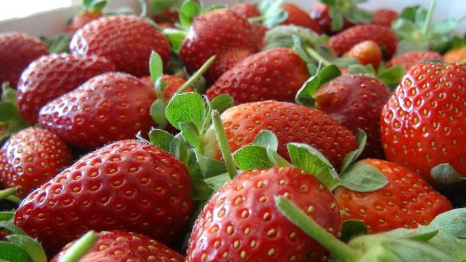 Sezonun İlk Örtü Altı Çileği Kilosu 30 Liradan Satıldı