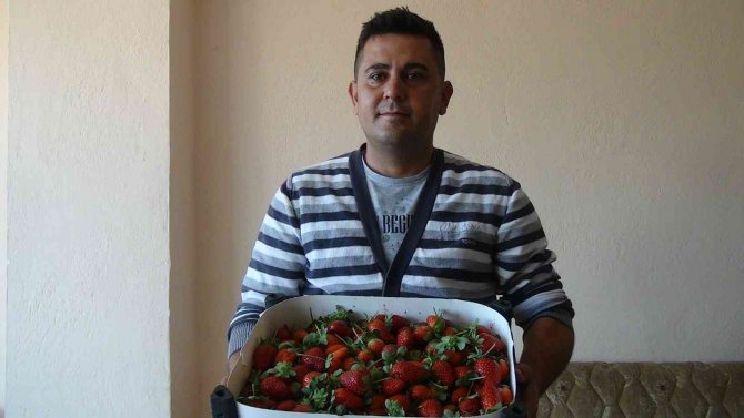 Sezonun İlk Örtü Altı Çileği Kilosu 30 Liradan Satıldı