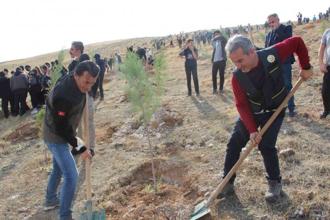 Siirt’te 231 Bin Fidan Toprakla Buluştu