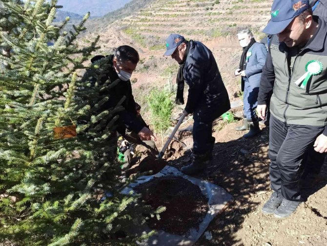 Devrek’te 100 Bin Fidan Toprakla Buluştu