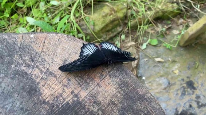 İ̇ngiltere Ziyaretinde Dikkatini Çeken Kelebek Bahçesini Beykoz’da Kurdu