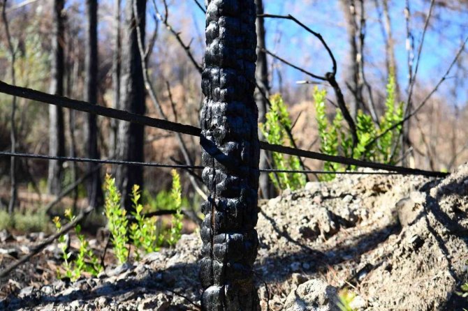Isparta Çandır’da 12 Bin 503 Fidan Toprakla Buluştu