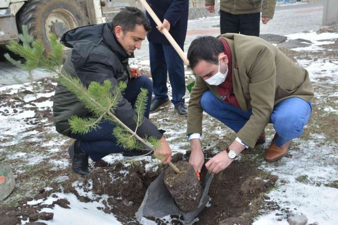 Kars’ta 2300 Rakımda Eksi 10 Derecede Fidan Dikimi