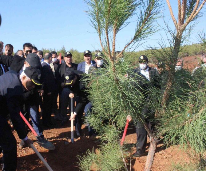 Yanan Demirciler Orman Alanında Fidanlar Toprakla Buluştu