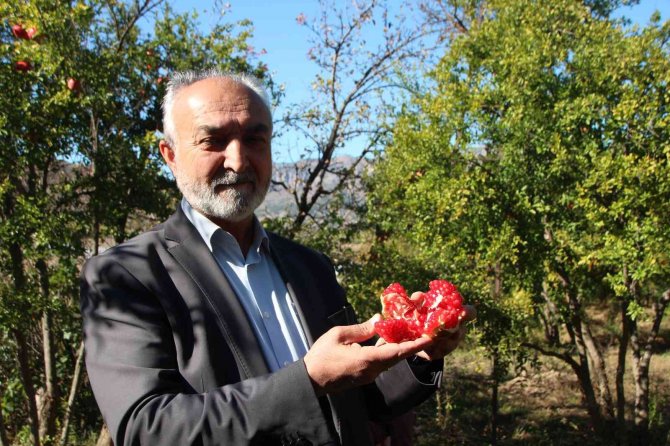 Çiçeğinden Kabuğuna, Çekirdeğinden Suyuna Kadar Her Şeyi Değerlendiriyorlar