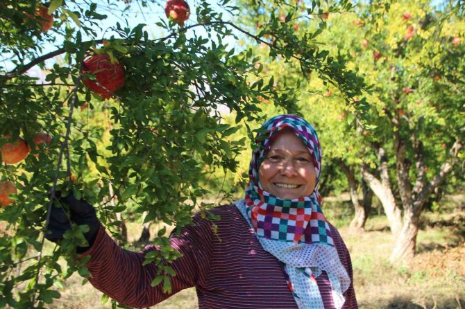 Çiçeğinden Kabuğuna, Çekirdeğinden Suyuna Kadar Her Şeyi Değerlendiriyorlar