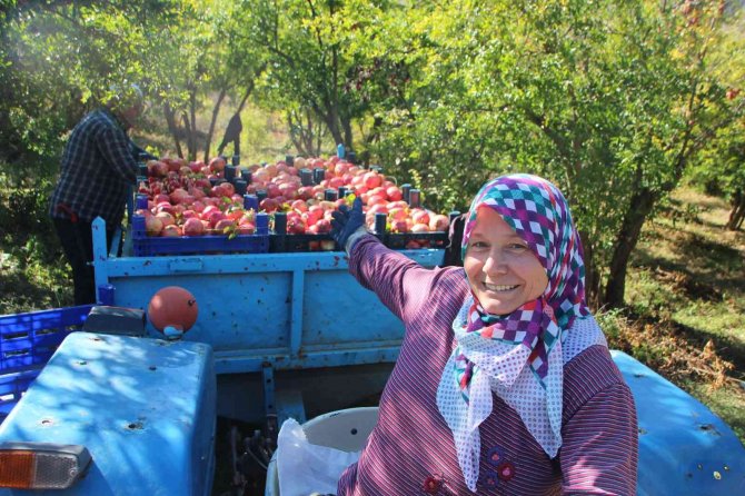 Çiçeğinden Kabuğuna, Çekirdeğinden Suyuna Kadar Her Şeyi Değerlendiriyorlar
