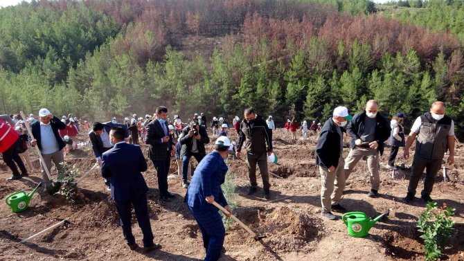 Osmaniye’de Yanan Ormanlık Alanda Fidanlar Toprakla Buluştu