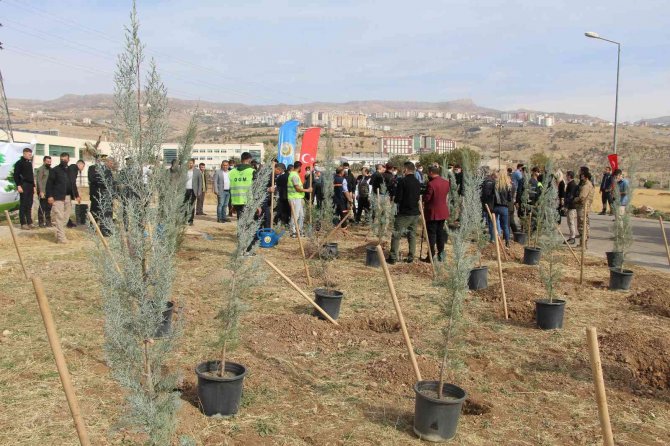 Şırnak’ta 56 Bin Fidan Toprakla Buluştu