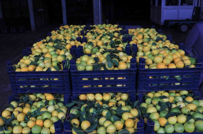 Adana’da Limonun Kilosu Halde 25 Kuruşa Düştü