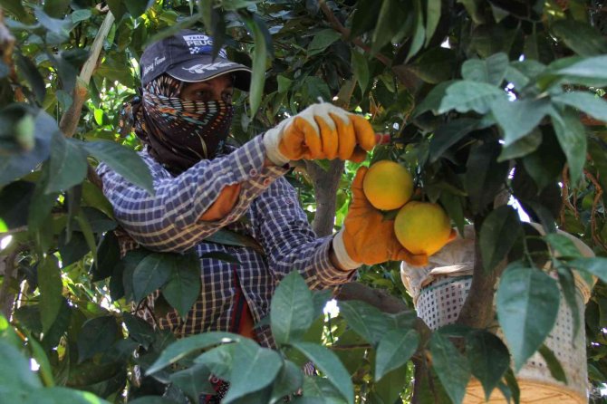 Narenciyede Rekolte Yüksek, Ekonomik Karşılığı Düşük