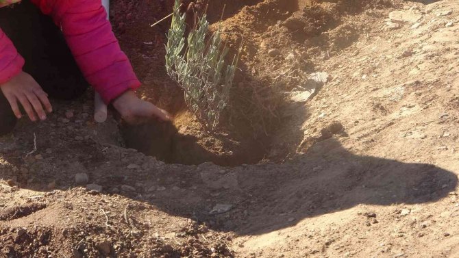 Uşak’ta Hedef 1 Milyon 107 Bin Fidan