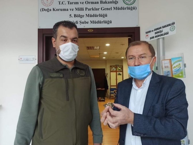 Beyaz Cennette Bulunan Siyam İkizi Kara Kaplumbağaları Koruma Altına Alındı
