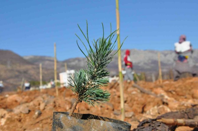 Mersin’de Yanan Ormanlık Alanlar Fidanla Buluştu