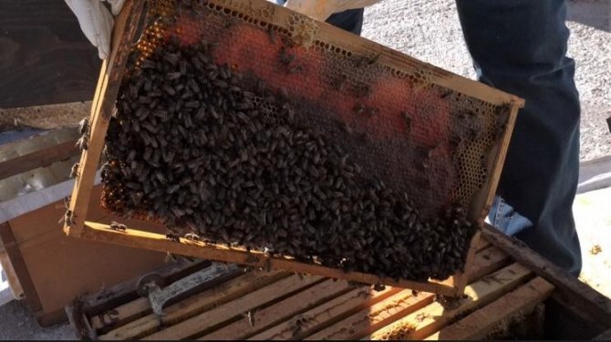 ‘Arılığım Hareketli Ürünüm Bereketli’ Projesi Destek Almaya Hak Kazandı