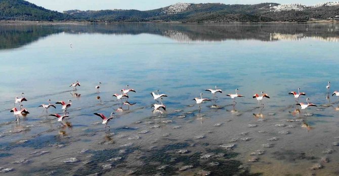 Flamingolar Akın Akın Kışlık Yuvalarına Geliyor