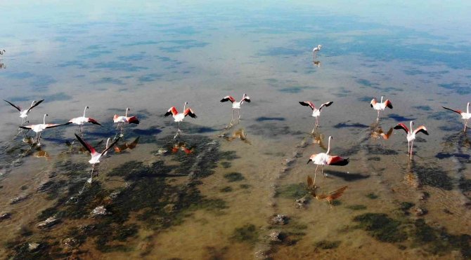 Flamingolar Akın Akın Kışlık Yuvalarına Geliyor