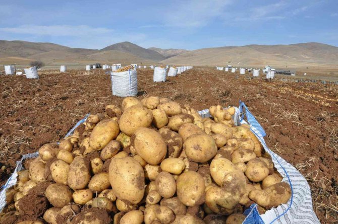 Gümüşhane’de Patates Hasadı Tarla Günü Düzenlendi