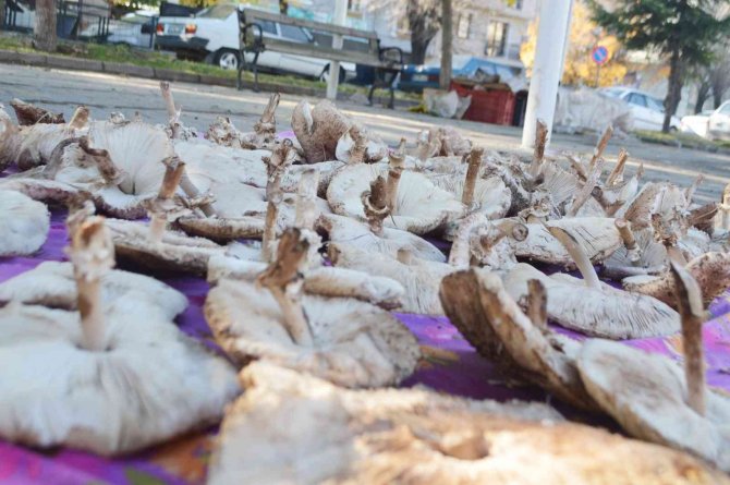 Tavşanlı’da Mantar Satışları Başladı