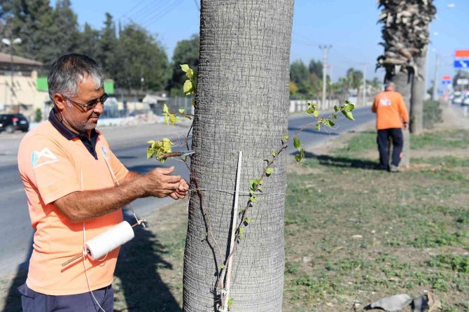 Kent Mobilyaları Ve Peyzaj Çalışmaları Aralıksız Sürüyor