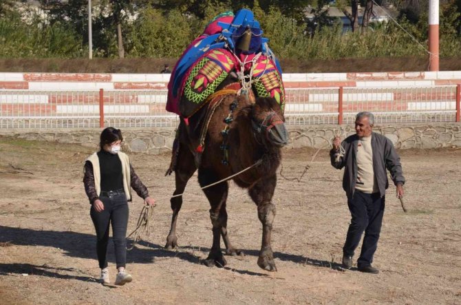 Nazillili Devecilerden Havut Giydirme Ve Keşkek Hayrı Etkinliği