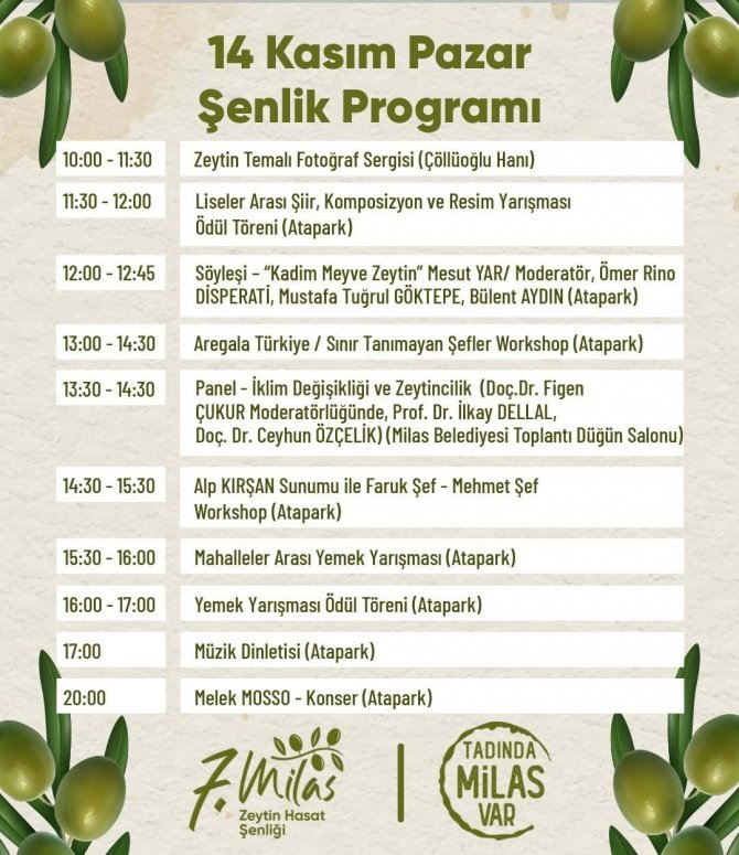 Milas Zeytin Hasat Şenliği Yarın Başlıyor