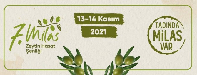 Milas Zeytin Hasat Şenliği Yarın Başlıyor