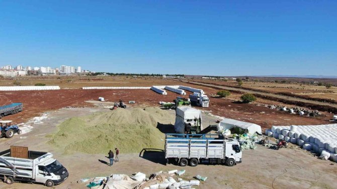Siverek’te İkinci Ürün Mısırdan 500 Bin Ton Silaj Yemi Elde Edildi