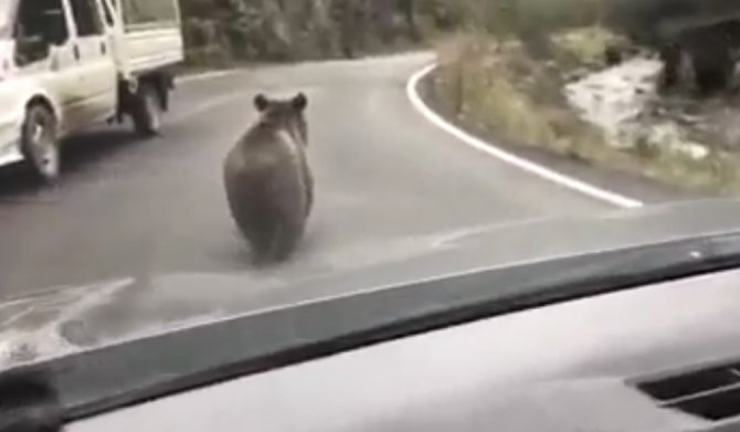 Yavru Ayı Karayolunda Araçlara Aldırış Etmeden Yürüdü