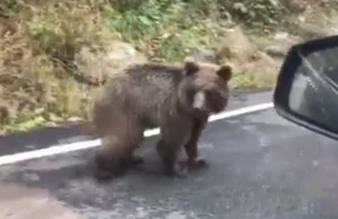 Yavru Ayı Karayolunda Araçlara Aldırış Etmeden Yürüdü