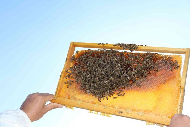 Kuraklık Arıcıları Olumsuz Etkiledi