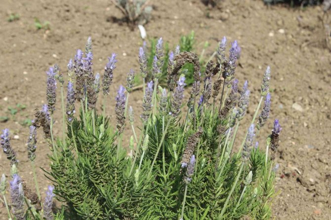 81 Vilayette Yetişen Şifalı Bitkileri Tek Bahçede Yetiştirdiler