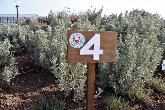 81 Vilayette Yetişen Şifalı Bitkileri Tek Bahçede Yetiştirdiler