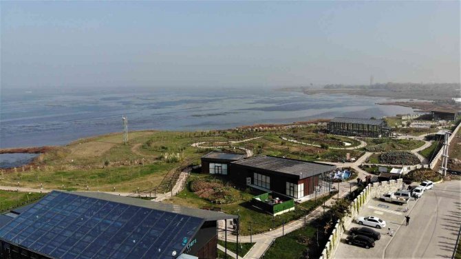 81 Vilayette Yetişen Şifalı Bitkileri Tek Bahçede Yetiştirdiler