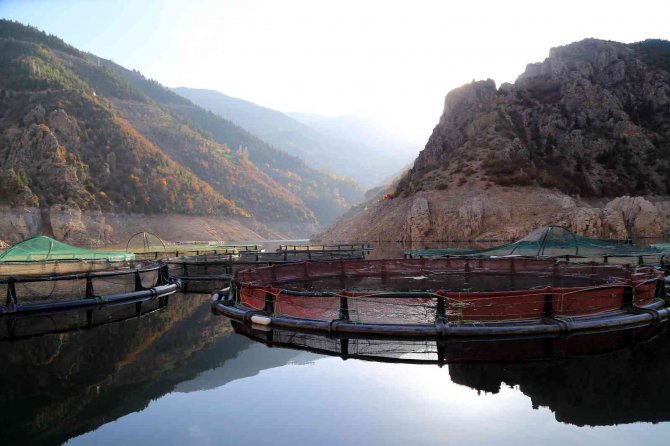 Bu Barajda Yılın 12 Ayı Balık Üretilebiliyor