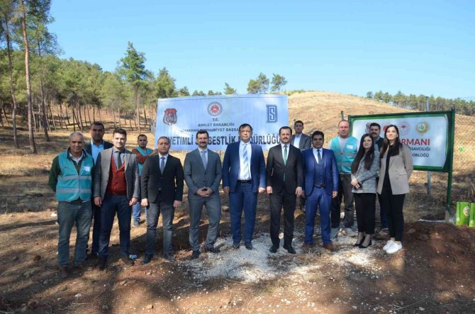 600 Fıstık Çamı Fidanı Toprakla Buluştu
