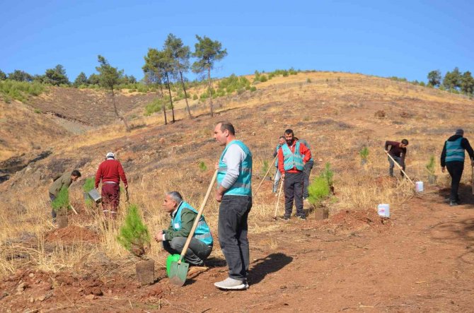 600 Fıstık Çamı Fidanı Toprakla Buluştu