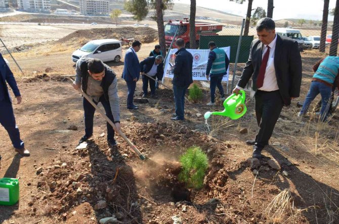600 Fıstık Çamı Fidanı Toprakla Buluştu