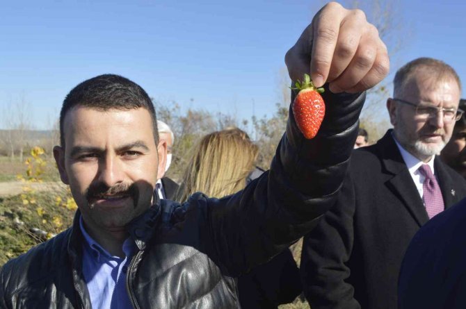 Tavşanlı’da 21 Çiftçiye 170 Bin Çilek Fidesi